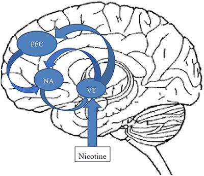 The detrimental effects of smoking on the course and outcome in adults with bipolar disorder—A narrative review